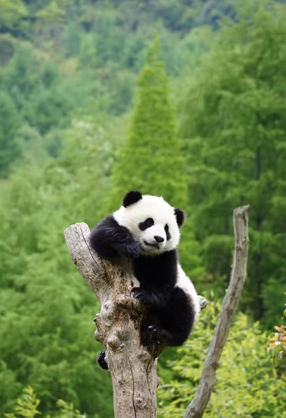 熊猫谷